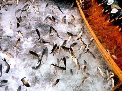 家禽家畜行业分类百科