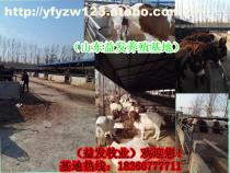 2-5月龄肉牛供应信息 嘉祥县航宇牛羊驴养殖场专业畜牧服务