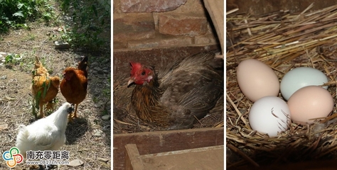 南充饮食新风尚 私人定制服务引领健康饮食潮流