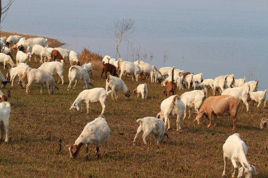 家禽家畜 人类生活的重要伙伴