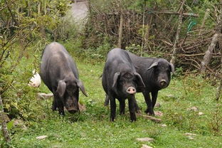 甘溪风味 精选家禽家畜，品味舌尖上的乡野