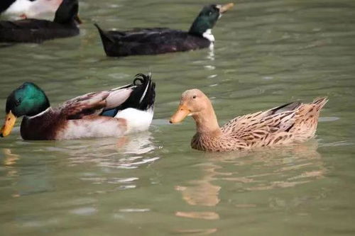 百色三款家禽家畜产品荣登2023年首批全国名特优新农产品名录