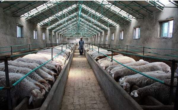 羊群如云 养羊场摄影中的家禽家畜美学