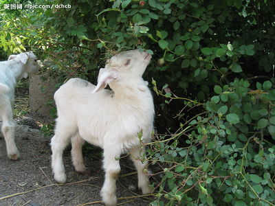 可爱小羊摄影 家禽家畜中的温柔萌物