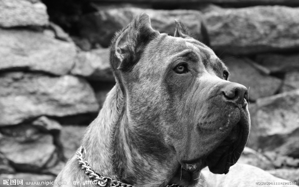 癞皮狗 镜头下的别样生灵，家畜世界的独特身影