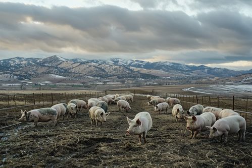 家禽家畜原生态土猪——自然与健康的田园画卷