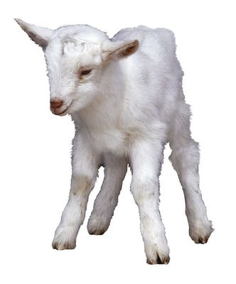 白羊与家禽家畜 田园生活的和谐共生