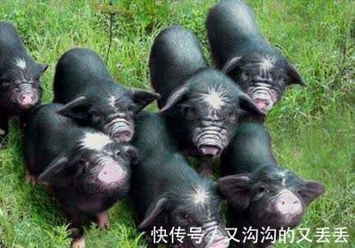 创业者，你不是一个人在战斗——安徽宣城市人社局打出组合拳助力新农人创业家禽家畜