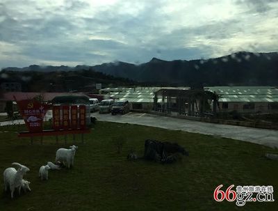 贵州省吉尔斯循环农业发展形势喜人——家禽家畜养殖助力乡村振兴