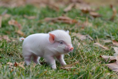 家禽家畜摄影图下载指南 优质资源与来源渠道