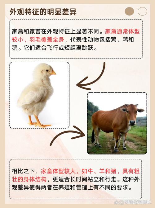 家禽与家畜 农业文明的孪生伙伴与本质分野